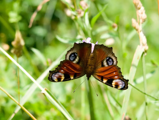 Fototapeta na wymiar Inachis io (European peacock) butterfly