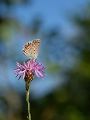 Common Blue Butterfly, Polyommatus icarus, perched on a centaurea flower. Gorgeous background.