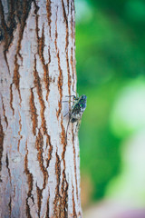 Macro close-up of an insect cicada outdoors on a tree
