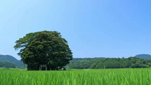 真夏の日本の田園風景