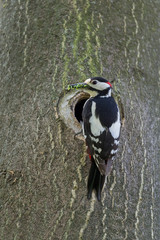 Adult male of Great spotted woodpecker near his nest (Dendrocopos major)