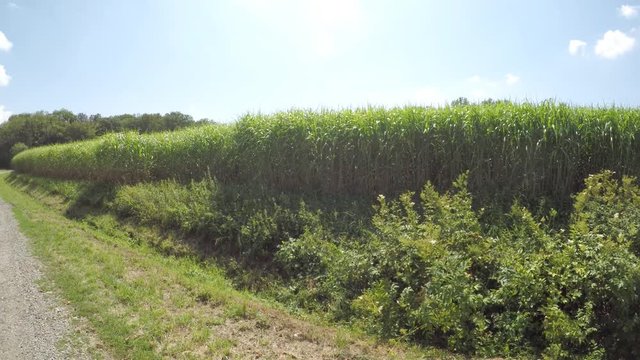 switch grass in summertime with young fresh plants