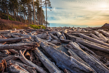 Piles of Driftwood on Ruby Beach