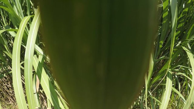 switch grass in summertime with young fresh plants