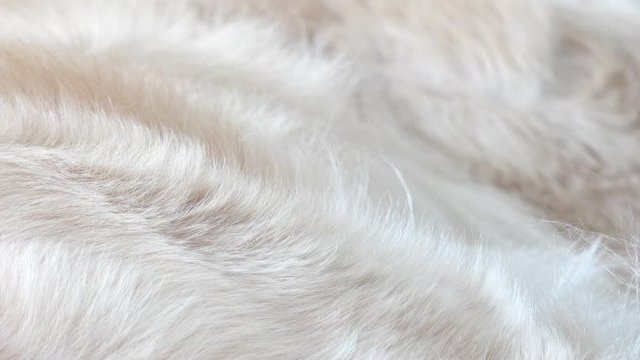dog fur from golden retriever