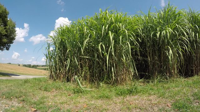 switch grass in summertime with young fresh plants