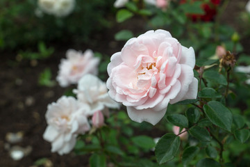 rose flower in garden
