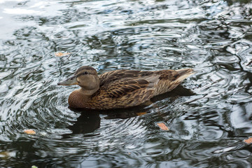 Duck on the lake