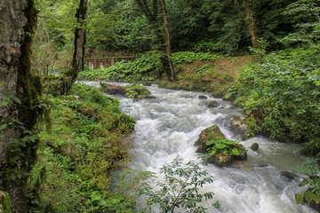 Fototapeta premium fast mountain river with wild nature around
