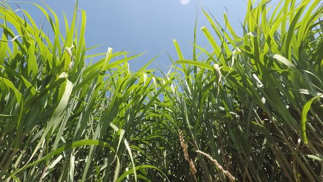 switch grass in summertime with young fresh plants
