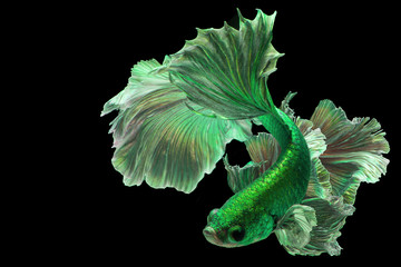 Bright green betta fish 