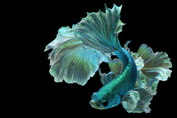 Dark green betta fish