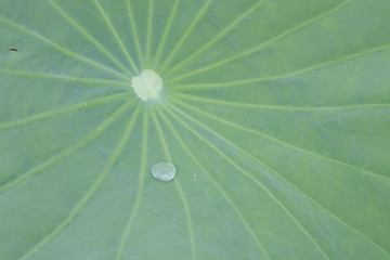 drops of water on lotus leaf 