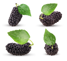Set mulberry berry with leaf