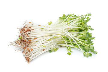 kaiware Daikon Sprouts, radish sprout (Daikon Radish Sprouts) or watercress isolated on white background.concept japanese vegetable for herb