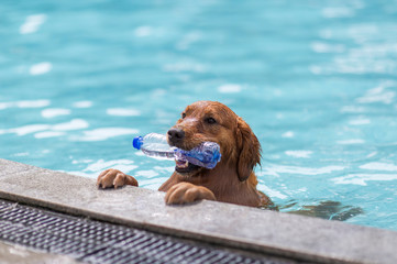 Golden Retriever dog on the edge of the pool