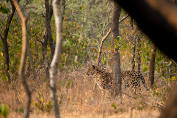 Fototapeta na wymiar A leopard or Panthera pardus fusca in a green background after rainy season over from forest of central india at ranthambore tiger reserve, rajasthan, india