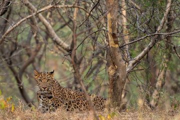 A leopard or Panthera pardus fusca in a green background after rainy season over from forest of central india at ranthambore tiger reserve, rajasthan, india