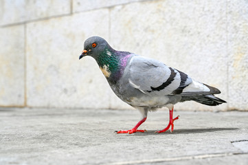 a pigeon walking in the city of Pula