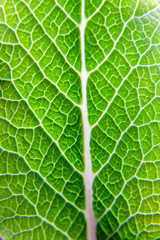 Macro detail of green salad, flower, tree leaf with white veins.