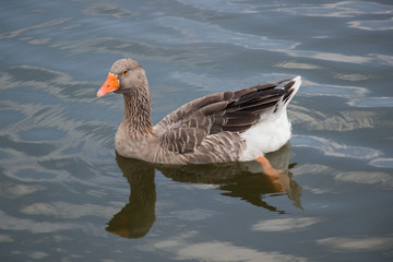 Goose swimming in a lake
