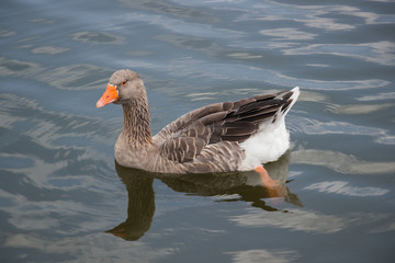 Fototapeta premium Goose swimming in a lake