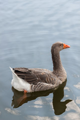 Naklejka na ściany i meble Goose swimming in a lake
