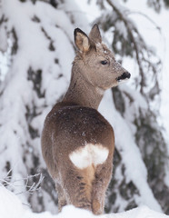 Deer with winter fur. (Capreolus capreolus).