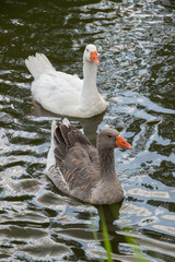 Fototapeta premium Goose swimming in a lake