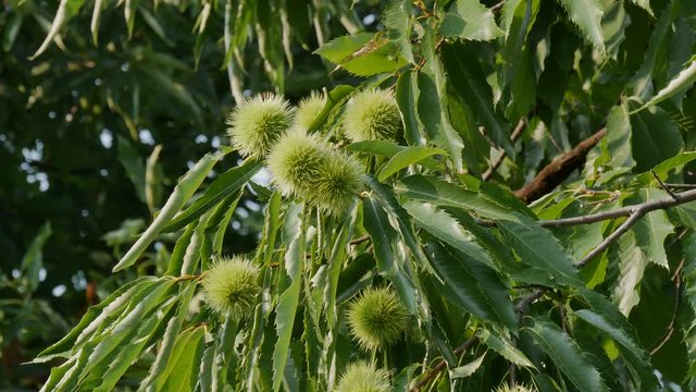 Chestnut tree or Castanea sativa with ripe seeds inside spiky cupules at branch, 4K footage