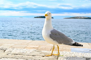 a big gull standing infront of the adriatic sea