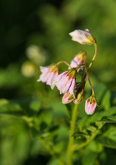 flowers of potatoes on a branch