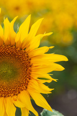 Obraz premium yellow big sunflower flowers as background