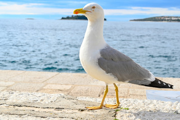 Fototapeta na wymiar a big gull standing infront of the adriatic sea