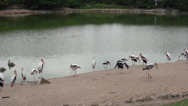 Flock of painted stork birds (Mycteria leucocephala) standing by a lake.