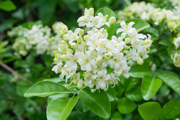 Orange Jessamine with green leaf nature bakground,Satin-wood,Cosmetic bark tree