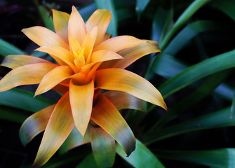 Bromeliad tropical plant colorful flower blooming in spring season at Bromeliad market,Aechmea fasciata, Urn plant, Bromeliaceae, guzmania,Bromelia