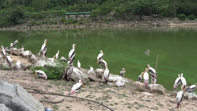 Flock of painted stork birds (Mycteria leucocephala) standing by a lake.