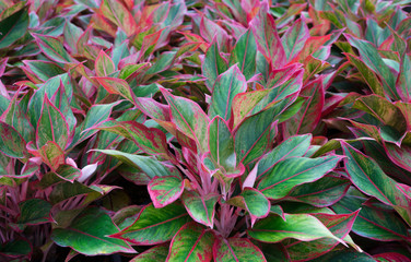 Obraz premium Tropical leaf,Aglaonema ornamental pink,red and green leaves foliage plant at garden,nature texture background