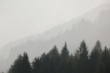 A misty day among a forest in Dolomites area