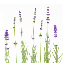 Bunch of lavender on a white background. Botanical illustration at vintage style. Lavender flowers in closeup.