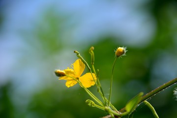 夏の野にクサノオウの黄色い花が咲く