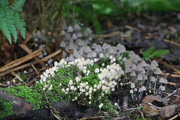 Coprinellus disseminatus (formerly Coprinus disseminatus), known as fairy inkcap or trooping crumble cap