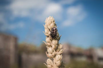 Bronzovka stinking (Oxythyrea funesta) on plant in macro with bokeh. Black bug with white dots