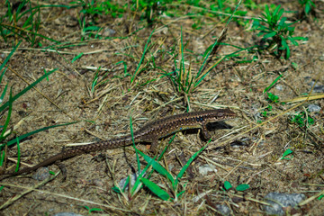 Little brown lizard in green grass hunt for bugs