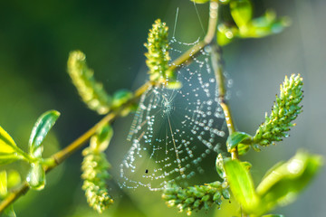 spider web with water drops