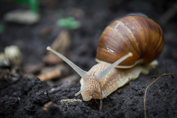 Face of snail in macro. Light brown snail close-up with brown shell. Close-up photo with bokeh.