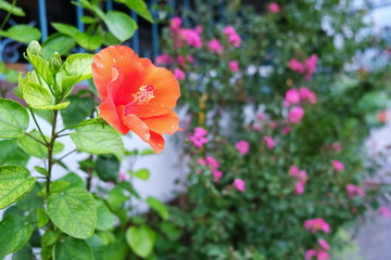 タイの路地に咲く赤い花