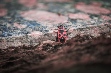 Red firebug with black dots on a granite slab. Macro photo of insect. (Pyrrhocoris apterus).