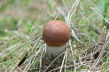 Leccinum versipelle, also known as Boletus testaceoscaber or the orange birch bolete